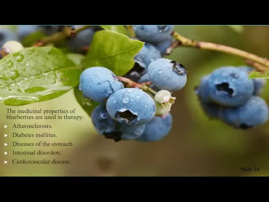 The medicinal properties of blueberries are used in therapy: Atherosclerosis. Diabetes mellitus.