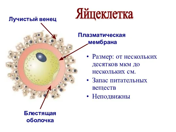 Размер: от нескольких десятков мкм до нескольких см. Запас питательных веществ Неподвижны