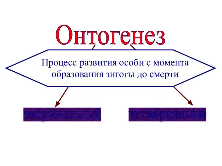 Процесс развития особи с момента образования зиготы до смерти Онтогенез эмбриональный постэмбриональный