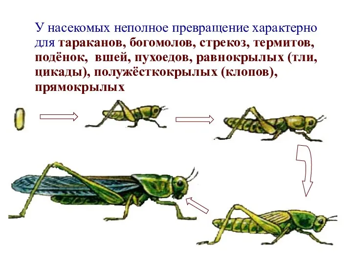 У насекомых неполное превращение характерно для тараканов, богомолов, стрекоз, термитов, подёнок, вшей,