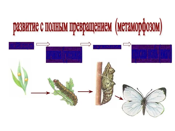 развитие с полным превращением (метаморфозом) яйцо личинка (гусеница) куколка взрослая особь (имаго)