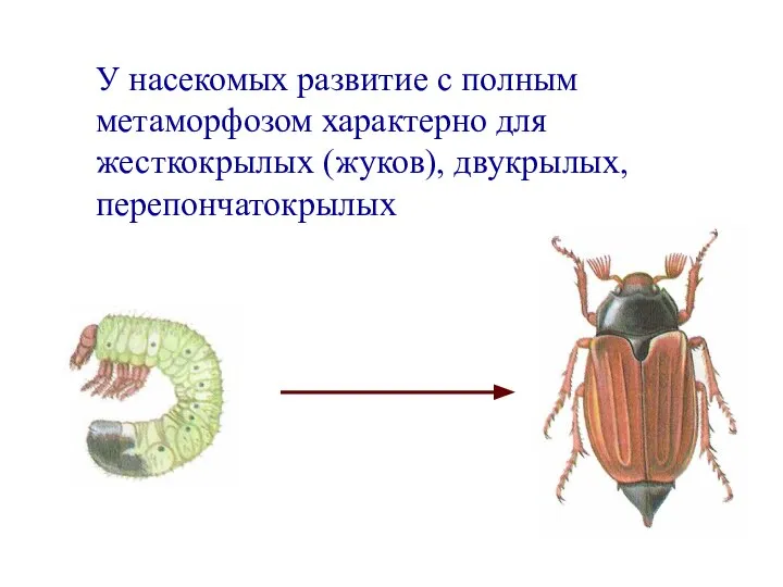 У насекомых развитие с полным метаморфозом характерно для жесткокрылых (жуков), двукрылых, перепончатокрылых