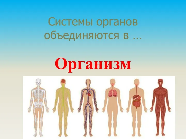 Системы органов объединяются в … Организм