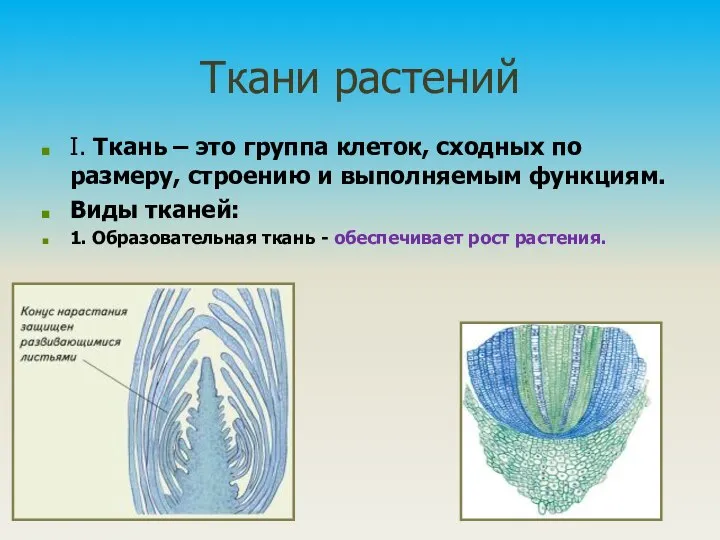 Ткани растений I. Ткань – это группа клеток, сходных по размеру, строению