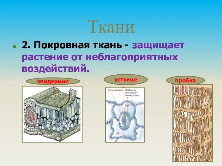 Ткани 2. Покровная ткань - защищает растение от неблагоприятных воздействий. эпидермис устьице пробка