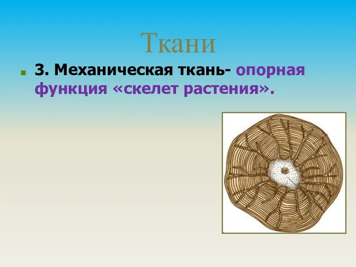 Ткани 3. Механическая ткань- опорная функция «скелет растения».