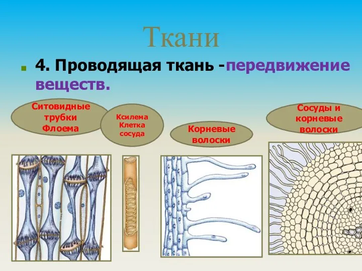 Ткани 4. Проводящая ткань -передвижение веществ. Ситовидные трубки Флоема Корневые волоски Сосуды