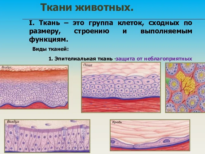 I. Ткань – это группа клеток, сходных по размеру, строению и выполняемым