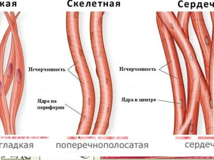 Ткани животных 3. Мышечная ткань - движение органов и организма.