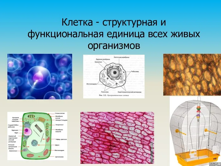 Клетка - структурная и функциональная единица всех живых организмов