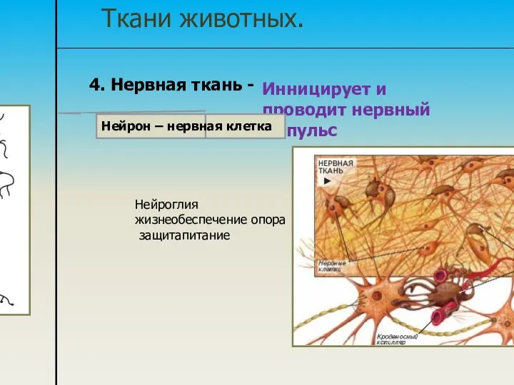 Ткани животных. 4. Нервная ткань - Инницирует и проводит нервный импульс Нейрон