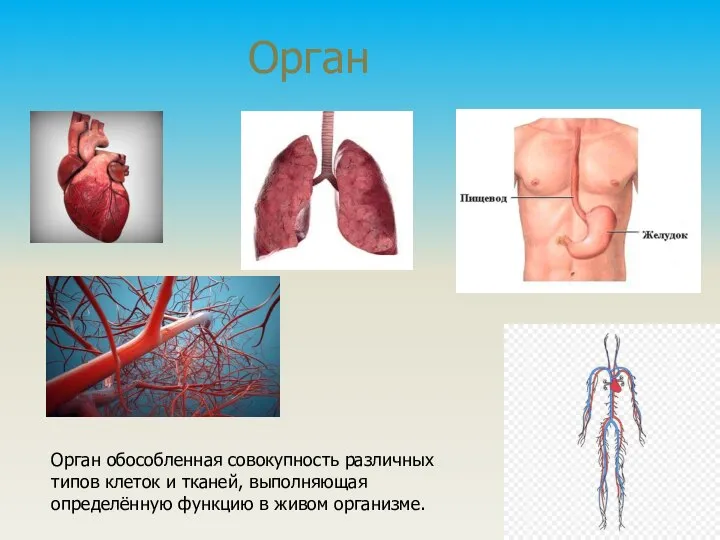 Орган Орган обособленная совокупность различных типов клеток и тканей, выполняющая определённую функцию в живом организме.