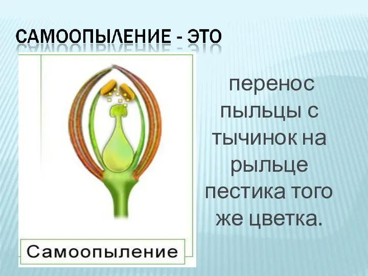 перенос пыльцы с тычинок на рыльце пестика того же цветка.