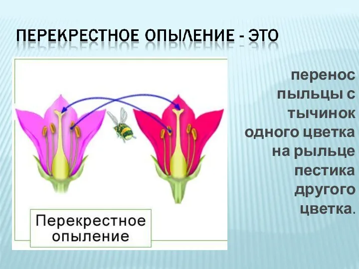 перенос пыльцы с тычинок одного цветка на рыльце пестика другого цветка.