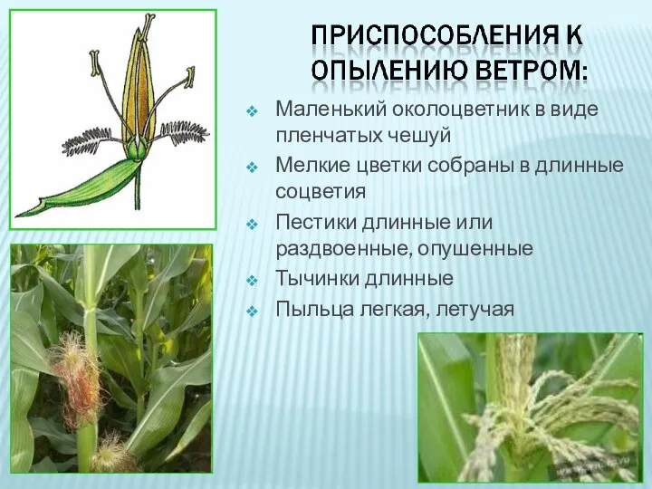 Маленький околоцветник в виде пленчатых чешуй Мелкие цветки собраны в длинные соцветия