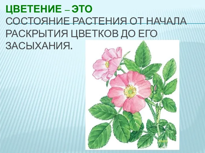 ЦВЕТЕНИЕ – ЭТО СОСТОЯНИЕ РАСТЕНИЯ ОТ НАЧАЛА РАСКРЫТИЯ ЦВЕТКОВ ДО ЕГО ЗАСЫХАНИЯ. видео