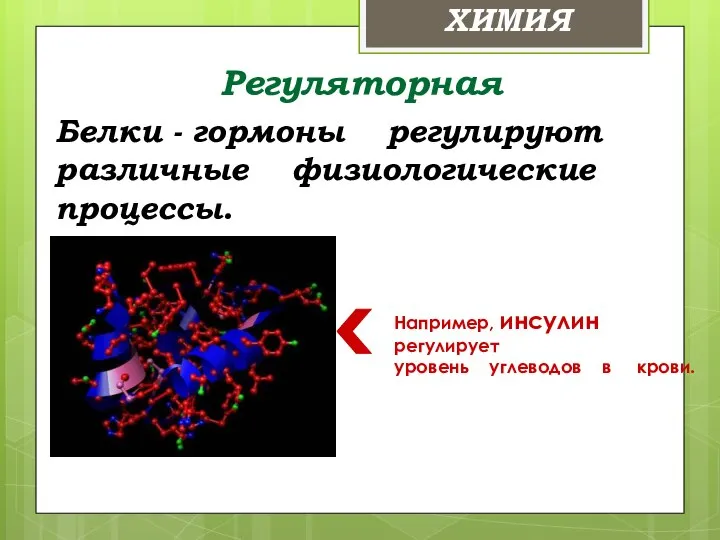 Регуляторная Белки - гормоны регулируют различные физиологические процессы. Например, инсулин регулирует уровень углеводов в крови. ХИМИЯ