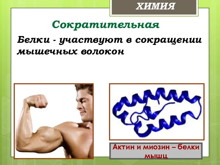 Сократительная Белки - участвуют в сокращении мышечных волокон Актин и миозин – белки мышц ХИМИЯ