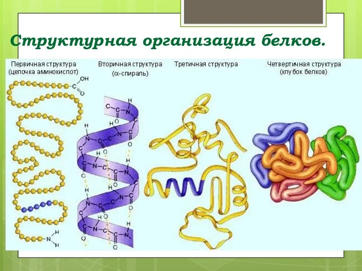 Структурная организация белков.
