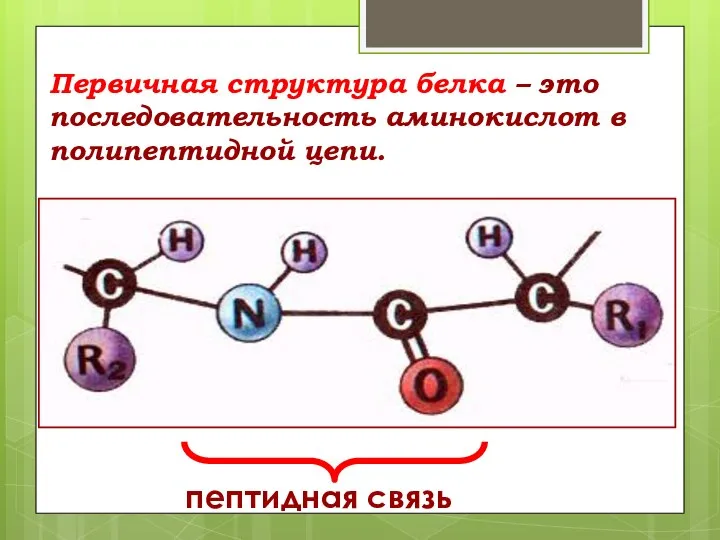 Первичная структура белка – это последовательность аминокислот в полипептидной цепи. пептидная связь