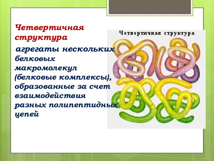 Четвертичная структура агрегаты нескольких белковых макромолекул (белковые комплексы), образованные за счет взаимодействия разных полипептидных цепей