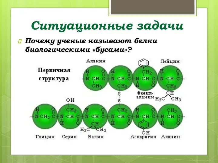 Ситуационные задачи Почему ученые называют белки биологическими «бусами»?