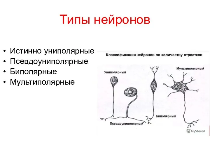 Типы нейронов Истинно униполярные Псевдоуниполярные Биполярные Мультиполярные