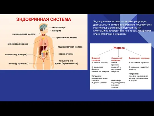 Эндокринная система — система регуляции деятельности внутренних органов посредством гормонов, выделяемых эндокринными