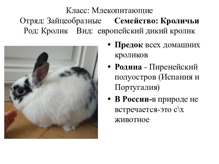 Класс: Млекопитающие Отряд: Зайцеобразные Семейство: Кроличьи Род: Кролик Вид: европейский дикий кролик