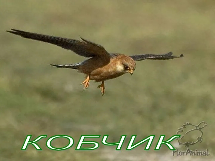 КОБЧИК