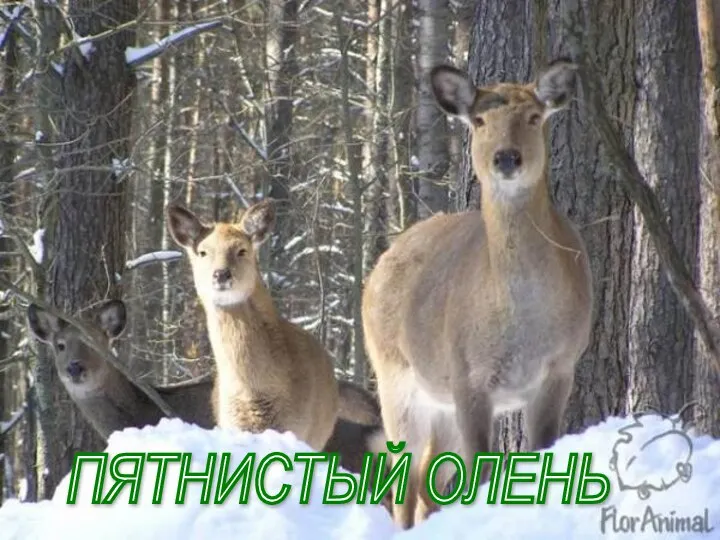 ПЯТНИСТЫЙ ОЛЕНЬ