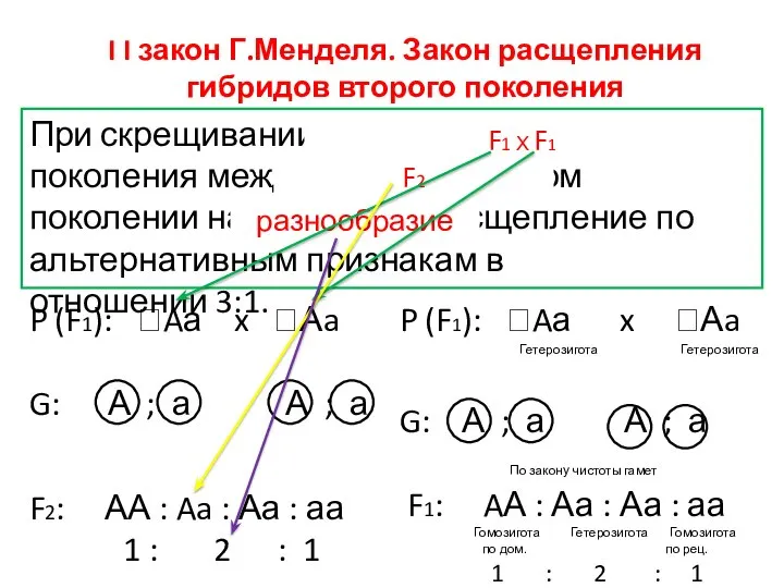 P (F1): ߐAа x ꘧Аa G: А ; а А ; а