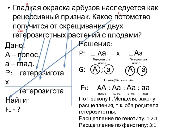 Гладкая окраска арбузов наследуется как рецессивный признак. Какое потомство получится от скрещивания