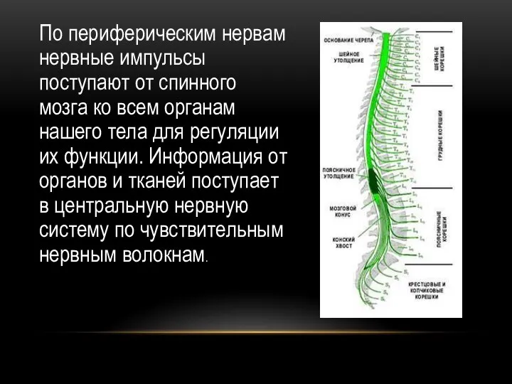 По периферическим нервам нервные импульсы поступают от спинного мозга ко всем органам