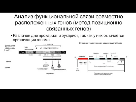 Анализ функциональной связи совместно расположенных генов (метод позиционно связанных генов) Различен для