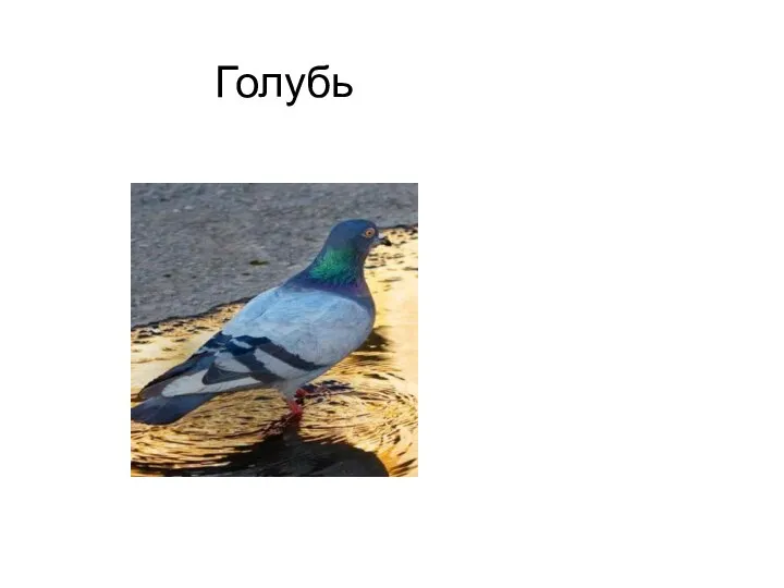 Голубь