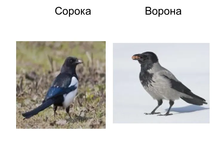 Сорока Ворона