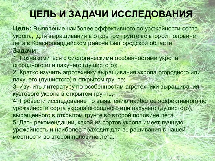 ЦЕЛЬ И ЗАДАЧИ ИССЛЕДОВАНИЯ Цель: Выявление наиболее эффективного по урожайности сорта укропа,