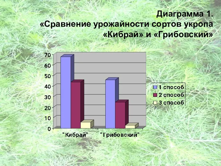 Диаграмма 1. «Сравнение урожайности сортов укропа «Кибрай» и «Грибовский»