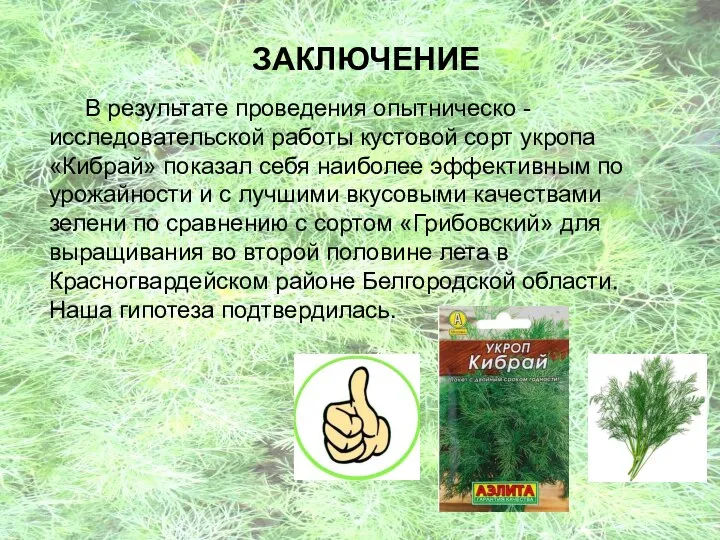 ЗАКЛЮЧЕНИЕ В результате проведения опытническо - исследовательской работы кустовой сорт укропа «Кибрай»