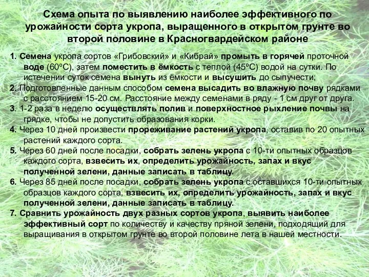 Схема опыта по выявлению наиболее эффективного по урожайности сорта укропа, выращенного в