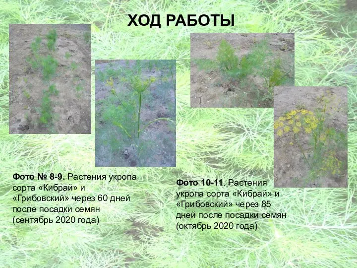 ХОД РАБОТЫ Фото № 8-9. Растения укропа сорта «Кибрай» и «Грибовский» через