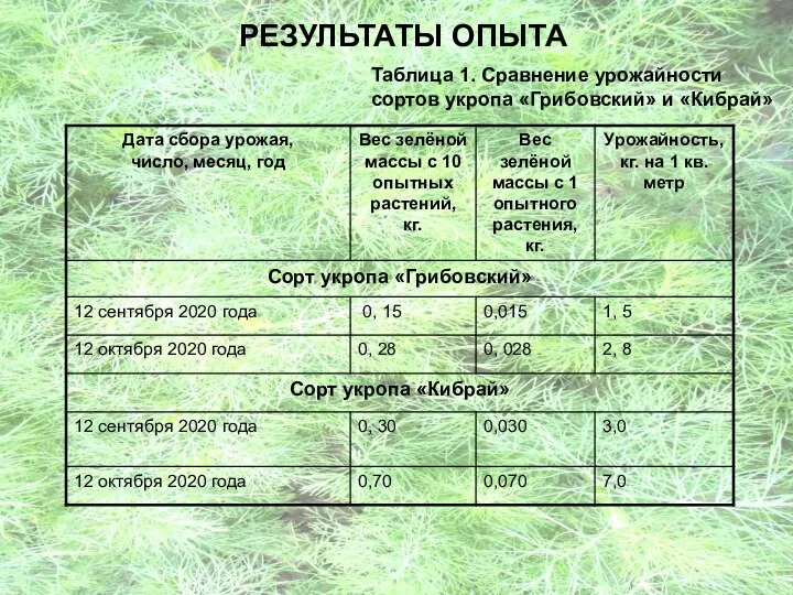 РЕЗУЛЬТАТЫ ОПЫТА Таблица 1. Сравнение урожайности сортов укропа «Грибовский» и «Кибрай»