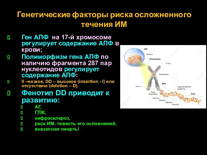 Генетические факторы риска осложненного течения ИМ Ген АПФ на 17-й хромосоме регулирует