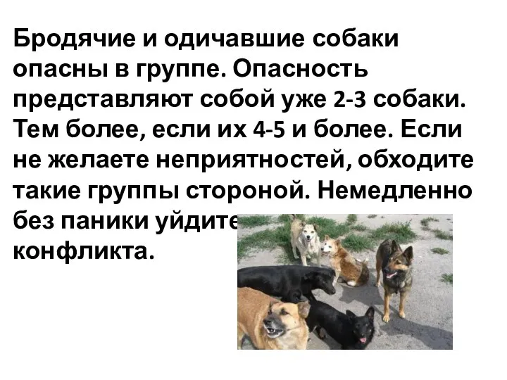 Бродячие и одичавшие собаки опасны в группе. Опасность представляют собой уже 2-3