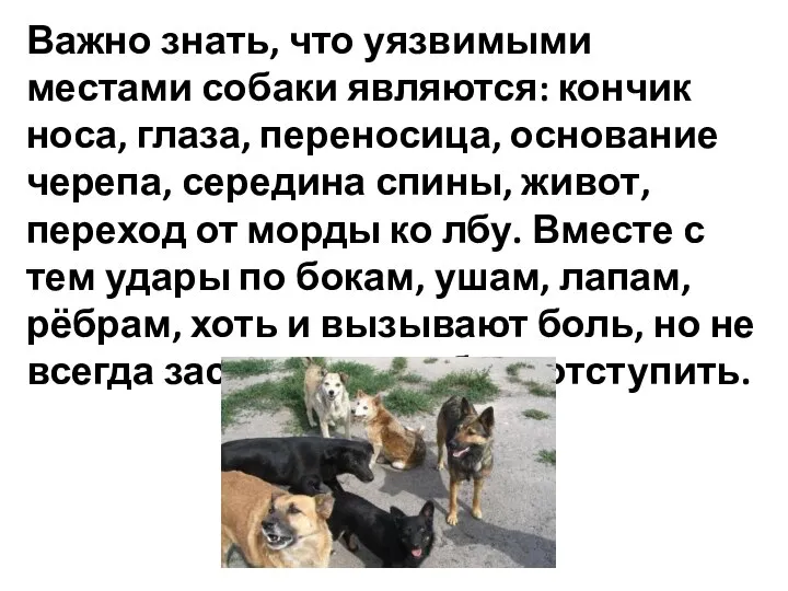 Важно знать, что уязвимыми местами собаки являются: кончик носа, глаза, переносица, основание