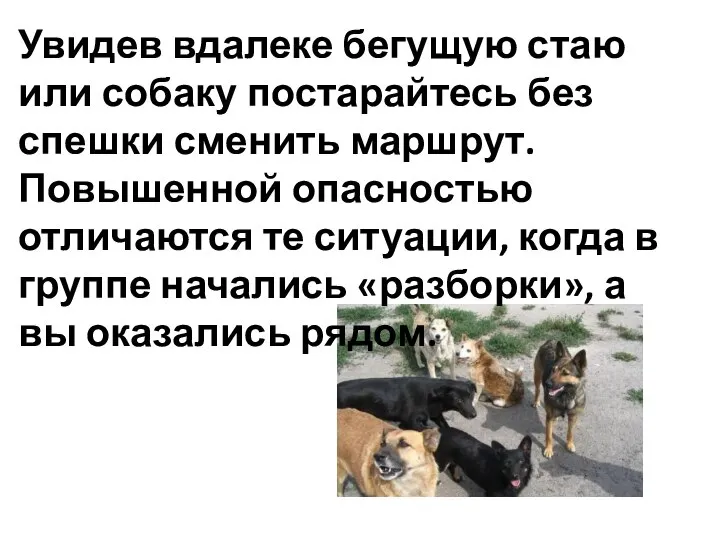 Увидев вдалеке бегущую стаю или собаку постарайтесь без спешки сменить маршрут. Повышенной