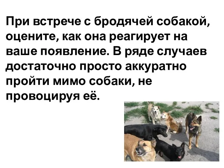 При встрече с бродячей собакой, оцените, как она реагирует на ваше появление.