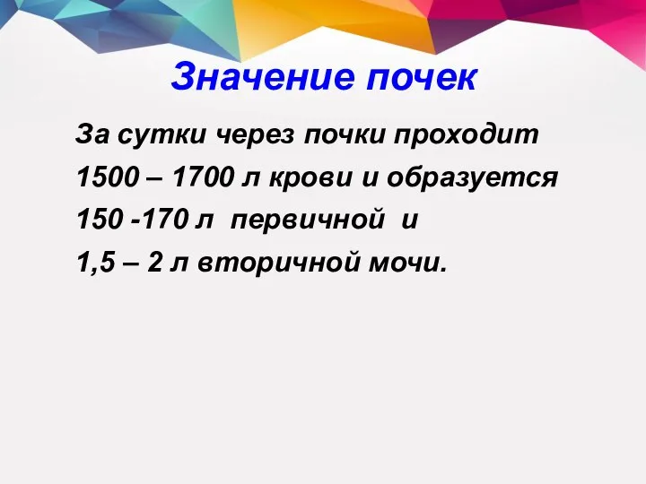 За сутки через почки проходит 1500 – 1700 л крови и образуется