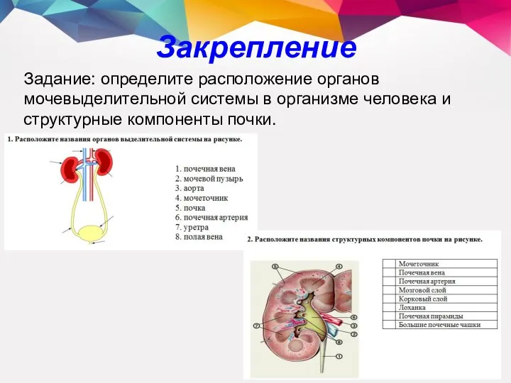 Закрепление Задание: определите расположение органов мочевыделительной системы в организме человека и структурные компоненты почки.